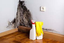 Why You Should Choose Our Mold Remediation Services in Calistoga, CA